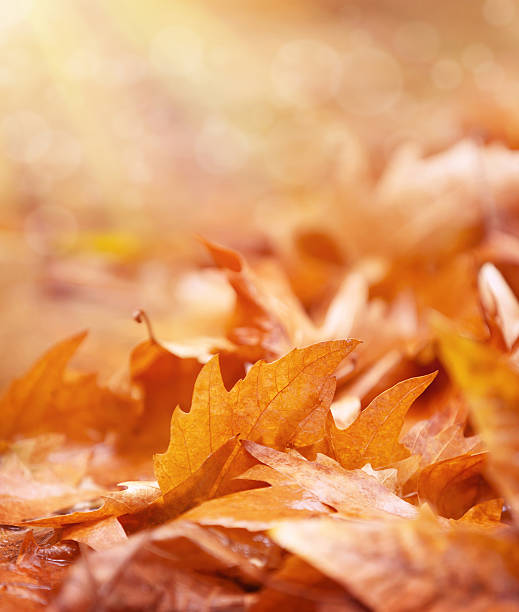 istock Dry foliage on the ground 485150922
