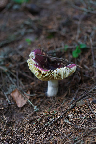 istock edible mushroom closeup 485151852