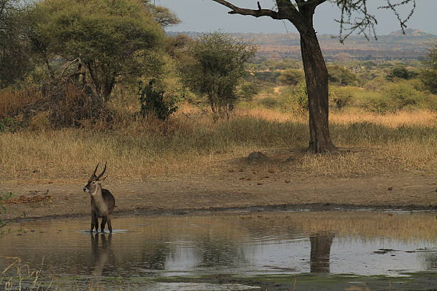 istock Antelope in the water 485151906