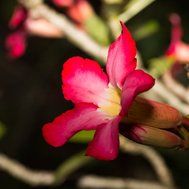 Adenium obesum Balf. or Desert Rose close up image of Adenium obesum Balf on blace admired stock pictures, royalty-free photos & images