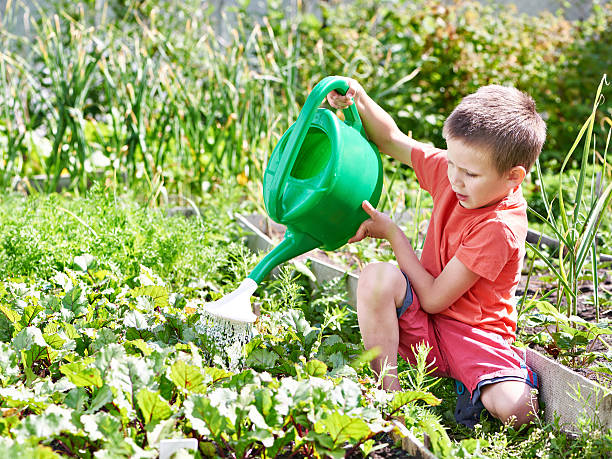 istock Little boy pours vegetable garden 485155348