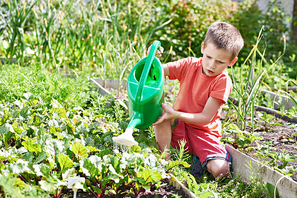 istock Little boy pours vegetable garden 485155350