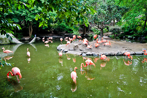 Group of Pink flamingos in Asia
