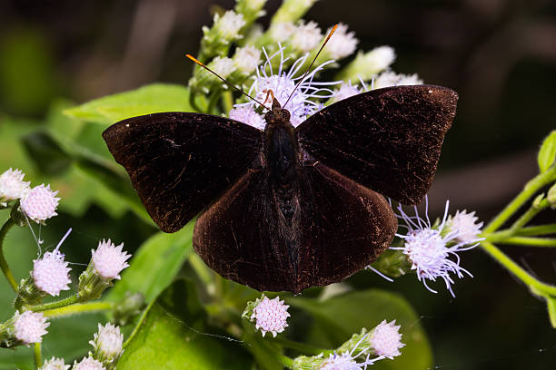 Black Prince butterfly Close up of male Black Prince (Rohana tonkiniana siamensis) butterfly perching on flower, dorsal view siamensis stock pictures, royalty-free photos & images