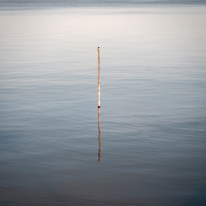 Swallow  sitting on the wooden pole in the water at the baltic sea