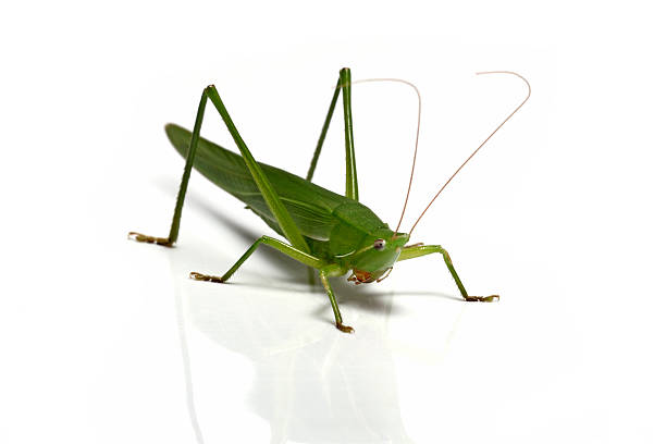 Green grasshopper stock photo
