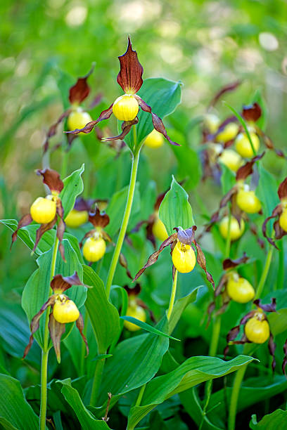 istock slipper orchid wild flower of Germany 485160150