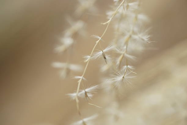istock Fluff of pampas grass 485160530