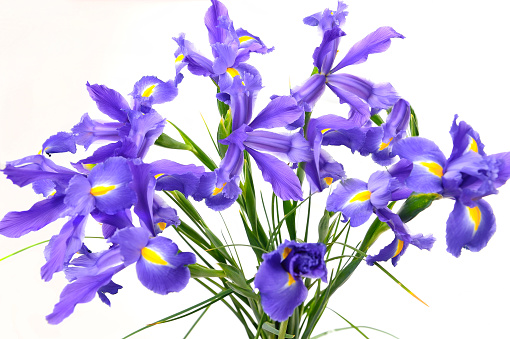 Beautiful iris spring flowers isolated on a white background.