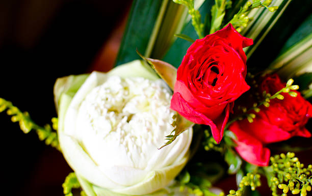 istock red rose and white lotus backgrounds 485161236