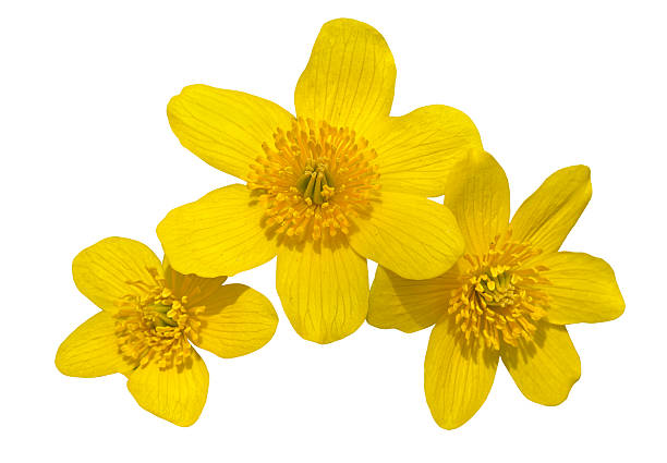 istock Flowers of kingcup 485163073