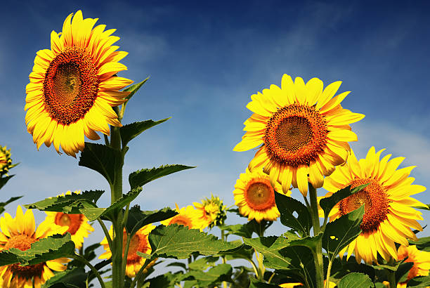istock Group of Sunflower 485163107