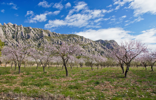 Montserrat with Almond Blossoms