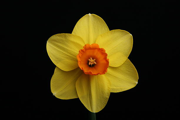 Single daffodil on black background stock photo