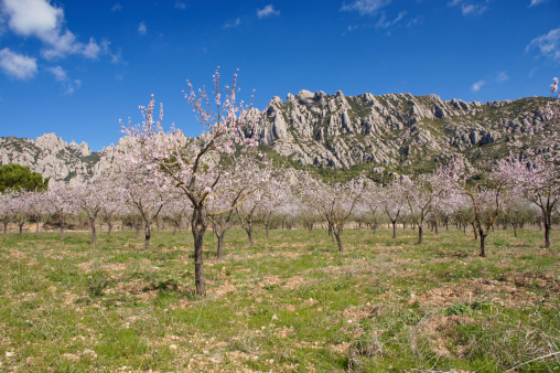 Montserrat in the Spring