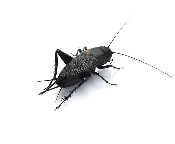 istock Gryllus bimaculatus isolated on white background 485163982