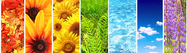 istock Set of banner with nature elements 485164035