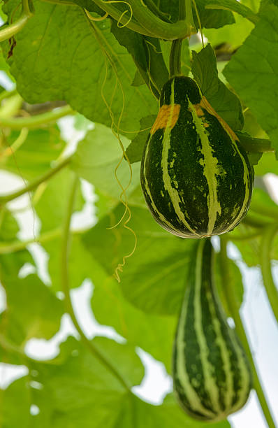 istock Ornamental gourd or Pumpkin on its tree 485164158