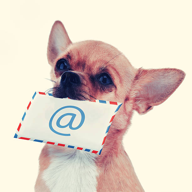 istock Red chihuahua dog with post envelope and icon e-male. 485164727