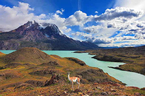 istock On dirt road is worth guanaco 485165136