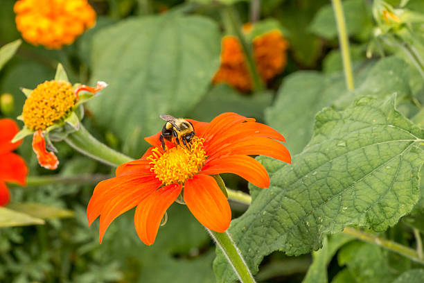 Daisy Merigold 120+ Merigold Stock Photos, Pictures & Royalty-Free Images - iStock