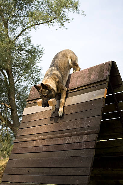 istock jumping dog over the hurdle 485165320