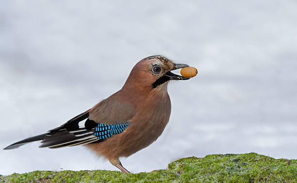 Eurasian Jay with acorn Eurasian Jay with acorn jay stock pictures, royalty-free photos & images