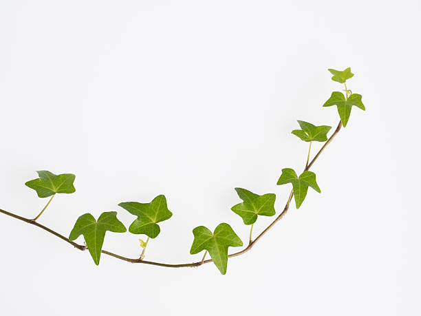 Green ivy leaf stock photo