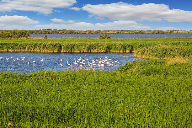 istock Graceful pink flamingos 485166670