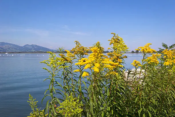 Summer Morning at the Lake Bodensee, with Solidago gigantea (tall goldenrod) in foreground, Austria.