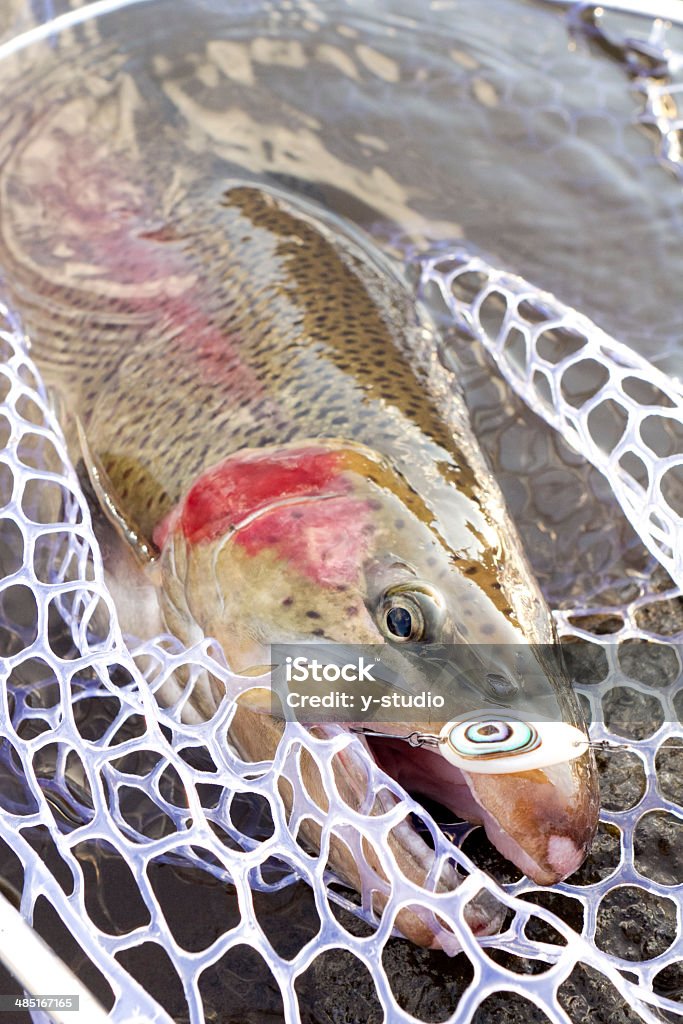 Rainbow trout - Lizenzfrei Angelausrüstung Stock-Foto