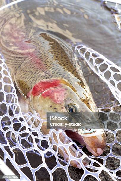 Trota Iridea - Fotografie stock e altre immagini di Ambientazione esterna - Ambientazione esterna, Amo da pesca, Arnese da pesca