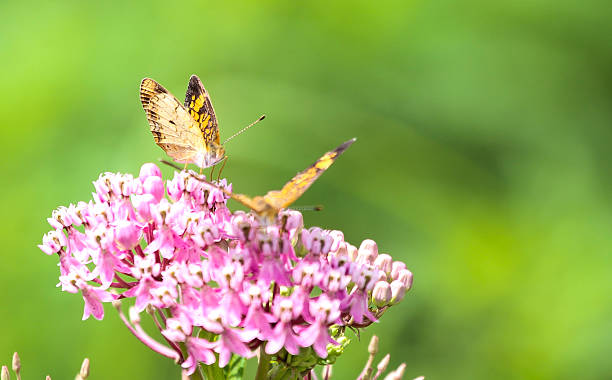 istock Butterflies on a Flowering Weed 485167218