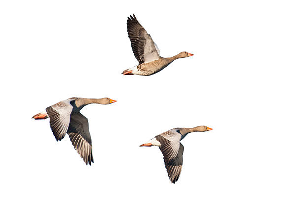 Greylag Geese in flight Three isolated greylag geese flying in a row. greylag goose stock pictures, royalty-free photos & images