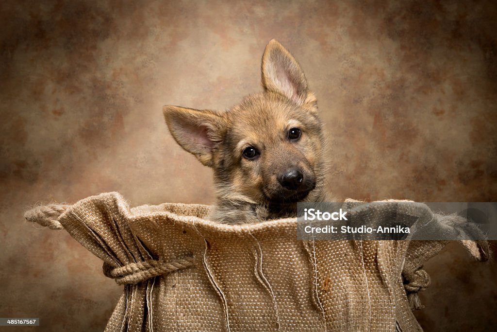 Shepherd puppy in a bag Adorable begging German Shepherd puppy of nine weeks old sitting in a vintage jute bag Animal Stock Photo