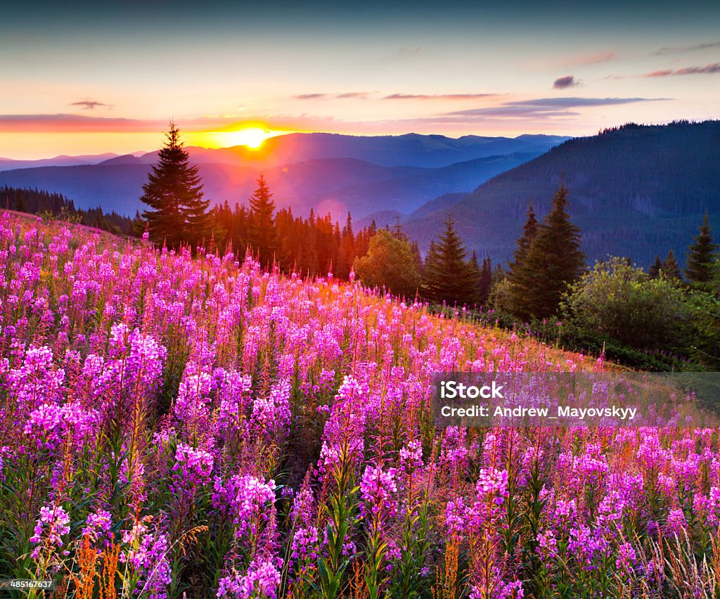 Phong Cảnh Mùa Thu Tuyệt Đẹp Trên Núi Với Những Bông Hoa Màu Hồng Hình ảnh  Sẵn có - Tải xuống Hình ảnh Ngay bây giờ - iStock