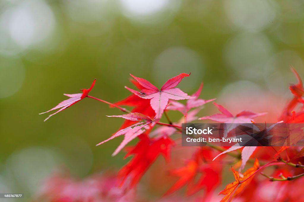 Autumn leaves. Autumn leaves. Shallow dept of field. Autumn Stock Photo