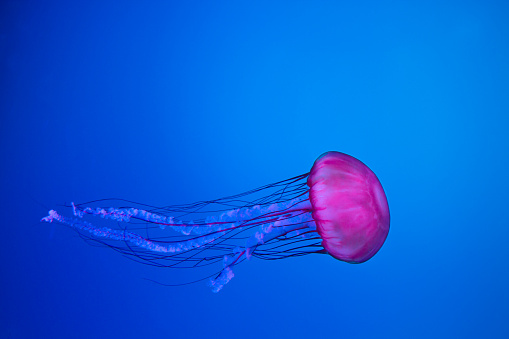 Pink jellyfish in aquarium, blue background