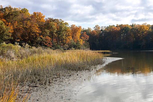 istock Autumn colors along the chesapeake bay 485169049