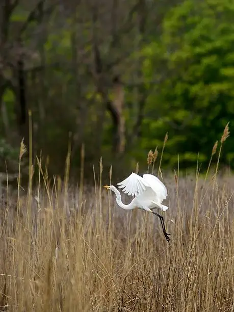 A Great Egret, Ardea alba, flies off from its nesting area in this phragmites wetlands.