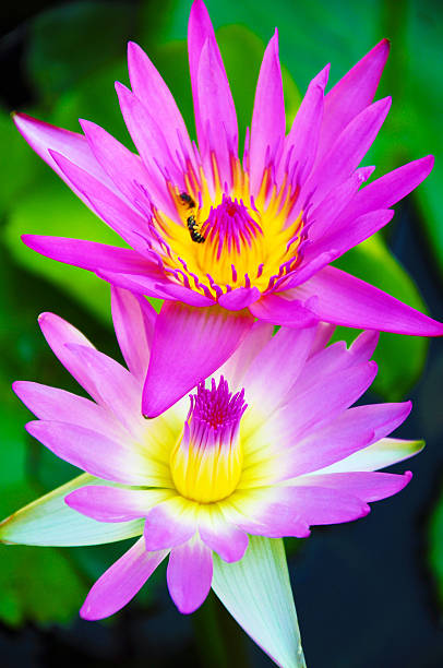 istock Pink lotus on the poond. 485170037