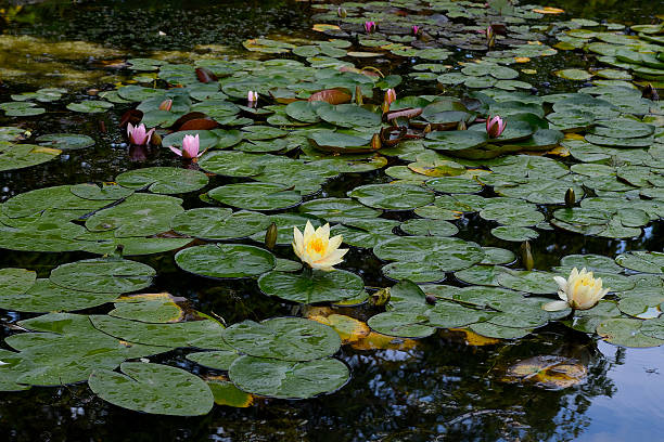 istock Pond with lilies in Park 