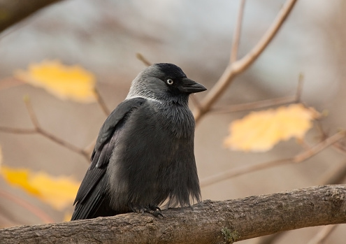 Western Jackdaw on the branch in autumn