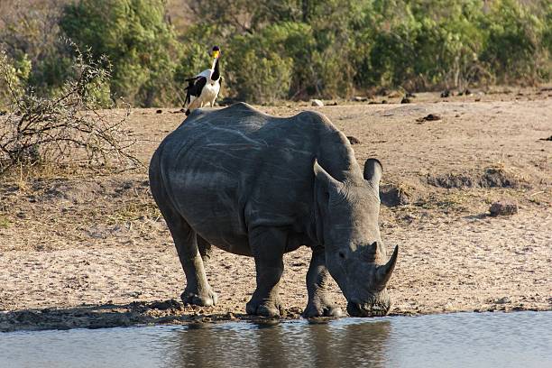 White Rhinoceros Saw this White Rhinoceros whilst on a visit to the famous Kruger National Park in South Africa. including rhinos and crocodiles. stock pictures, royalty-free photos & images