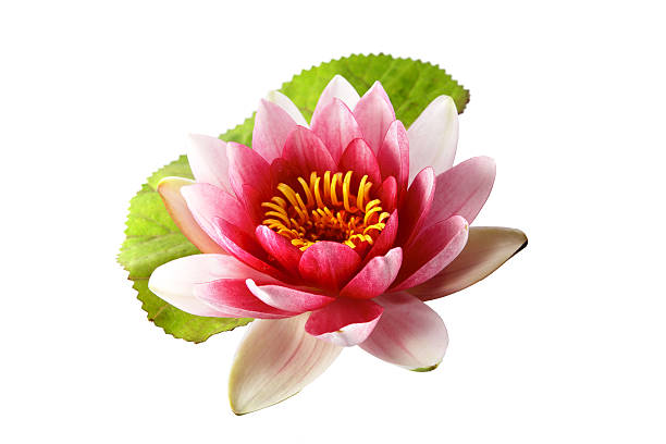 istock Lotus or water lily isolated 485171874