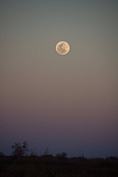 istock Moon in the African Bush 485172030