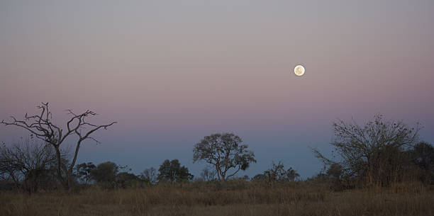 istock Moon in the African Bush 485172052