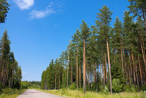 istock Pinewood and road 485174398