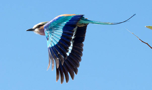 istock Southern carmine bee-eater, flying 485174822