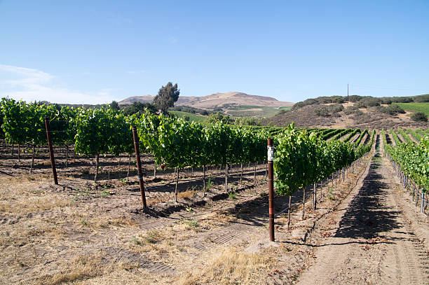 istock Vineyards of California 485174888
